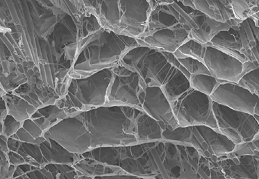image of biobrace porous structure